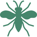 insect